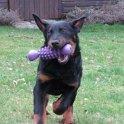 chien DM (52)
